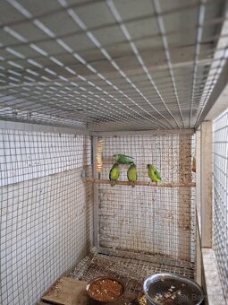 Agapornis Šedohlavy (Cana) - 2