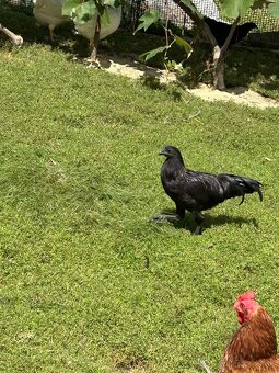 Ayam cemani - 2