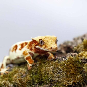 Pagekony riasnaté a doplnky - 2