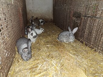 Králiky, králičie mäso - 2