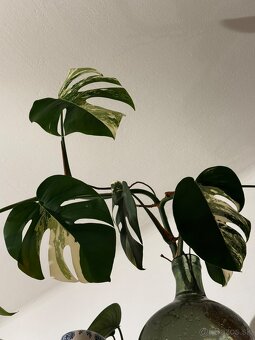 Monstera deliciosa Variegata - 2