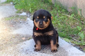 Rottweiler, rotvajler s PP - 2