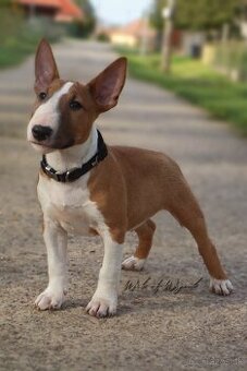 Mini bullterier / Miniature Bullterrier - psík - 2