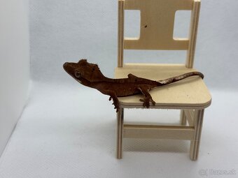 Correlophus cilliatus red - 2