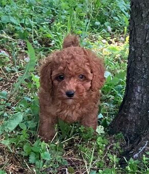 Pudel toy - 2