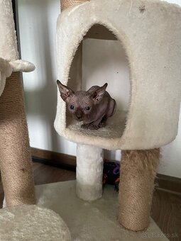 Sphynx - 2