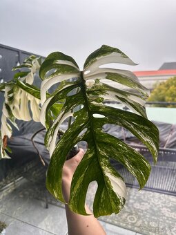 Monstera albo - 2