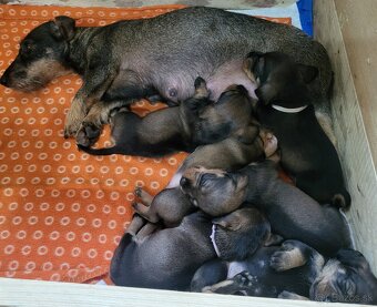 Predám Jazvečikov Hrubosrstých - 2