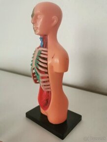 Model ľudského tela - 2