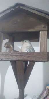 Krmítko s vtáčikmi  - dekoračne - 2