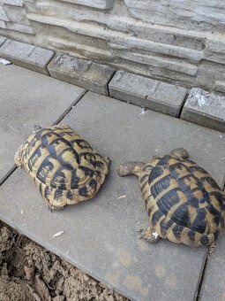 Suchozemská korytnačka - 2