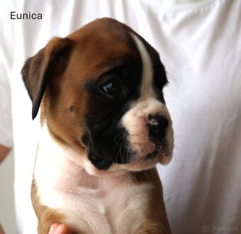 Nemecký boxer šteniatka - 2