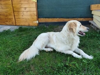 Zlatý retriever šteniatka - 2