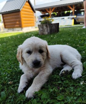 Zlatý retriever šteniatka - 2