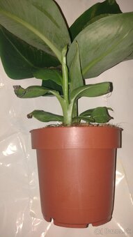 MUSA BASJOO - 2