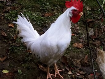 Predám - vymením kohúta leghorn - 2