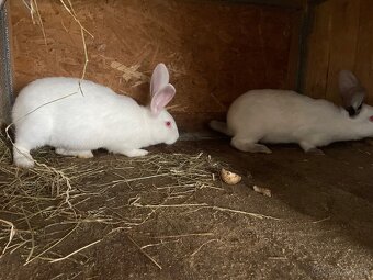 Predám Hyla samce/samice - 2