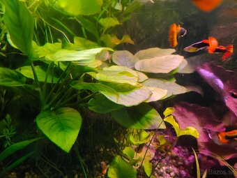 RASTLINY Z AKVARIA16 - 2