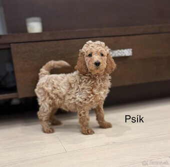 Goldendoodle stredny - 2