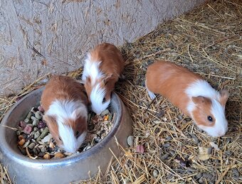 Morské prasiatka - 2