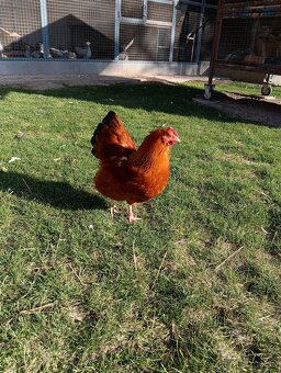 Kuriatka Hempšírky - 2