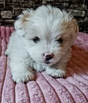 Šteniatka🥰 Maltezak - 2