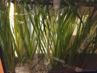 Akvarijne rastliny - 2