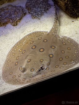 Raja potamotrygon motoro - 2