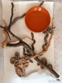 Predam Boa Constrictor - 2
