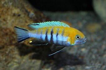 Predám prebytky chovu - Africké cichlidy - 2