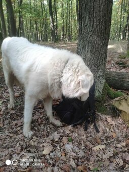 Krytie slovenský čuvač - 2