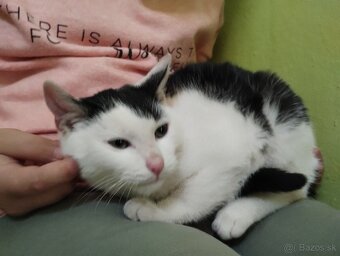 Darujem mačiatko - 2