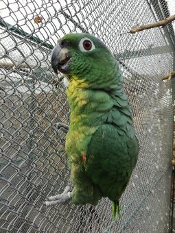 Amazoňan pomúčený - 2