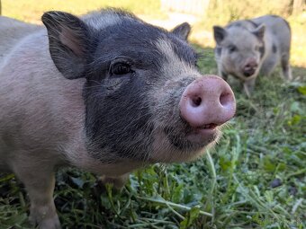 gottingenske mini prasiatka prasa prasce gotingen sviňa svin - 2