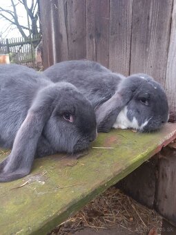 Predám Francúzske barany - 2