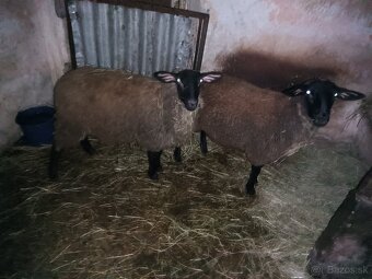 Jahňatá Suffolk - 2