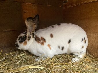 Dalmatínsky rex - 2