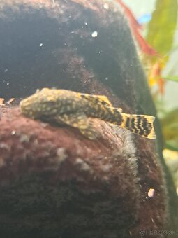 Predam prisavnikov - 2