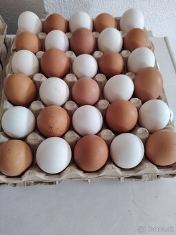 Predám domáce vajička - 2