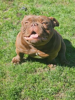 American bully nano psik aj fenka - 2