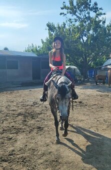 Športová pony kobylka - 2