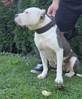 American Bully - 2