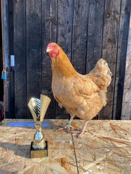 Oravka žltohnedá - 2