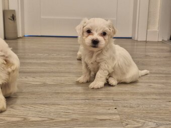 Predam šteniatka maltezaka - 2