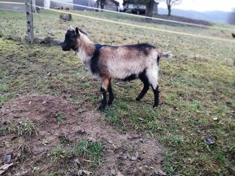 na predaj bezrohý cap do chovu - 2