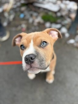 Americký Staford - 2