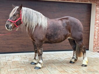 BRETÓNSKA KOBYLA - 2