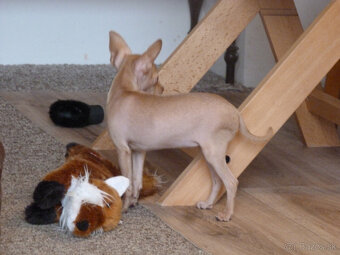 Pražský krysařík s PP - 2