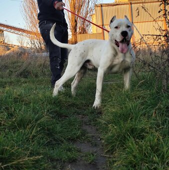 Argentinska Doga - 2