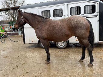 Kobyla Quarter horse - 2